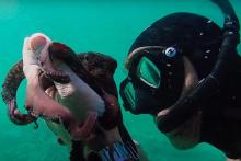 Mi maestro el pulpo (My octopus teacher